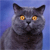 Animals icons for AIM, MSN, MySpace and Yahoo