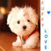 A small white dog with fluffy fur sits on a wooden surface, wearing an orange harness and a metal tag, with vertical text reading 'PUPPY' and 'LOVE' on the right side.