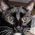 A pixelated cat with gray fur and blue eyes appears on the left, next to green text reading 'Original Icons .com' on a dark background.