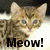 A tabby kitten with brown and black stripes appears in a , each showing the same cat with 'Meow!' text below it
