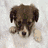 Four distinct puppy images arranged in a , each showing different breeds and poses on varied backgrounds