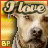 iconhell_bapity88_pitbull