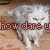 A pixelated image of a white cat with closed eyes standing on a wooden floor, overlaid with red text reading 'how dare u'.