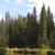 Pixelated landscape showing tall dark green trees against a light blue sky with scattered white clouds, a yellowish ground plane at the bottom.