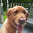 Pixelated dog image with light blue and gray background, text "hi Puppy" top right and "i love fred" bottom left.