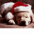 Pixelated image of a dog wearing a Santa hat with red text reading 'merry chrismas !!!! <3' on the right side.