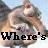 A four- shows a cat's head with text changing : 'Where's My' in top-left, 'Acorn' in bottom-left, and empty space on the right