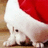 A pixelated image of a white animal wearing a red Santa hat on the left, with four text in black block letters on red and gray backgrounds reading 'ALL I WANT FOR CHRISTMAS IS YOU' across two