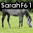 A four- shows horses in various poses with overlaid text: 'SarahF61', 'Member of', and 'HLFEL' on grassy or dirt backgrounds