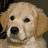 A static image of a light brown dog with dark eyes and nose, lying on a textured surface.