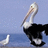 Animated pelican with white head and neck, black body, and long beak stands against blue sky and water background with two white seagulls.