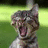 A pixelated cat with open mouth and ears perked up, standing against a green background with text overlay reading 'he just sow yo MOMMA!' in blocky letters.