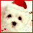 A small white dog wearing a red Santa hat with black eyes and nose, positioned in the top-left corner of a