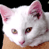 A 2x2 contact sheet of a white cat with pink ears and brown eyes, alongside a blue background with pixelated text reading 'CoolBuddy.com' in gold letters.