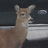 A deer's head appears in four with a white rectangular area replacing the rightmost