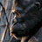 Animated contact sheet showing six frames of a King Kong movie scene with the gorilla and human characters in various poses against a sunset backdrop.