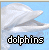 Pixelated dolphin head with open mouth against light blue background, text "dolphins" below in black or blue pixel font.