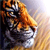 Animals icons for AIM, MSN, MySpace and Yahoo