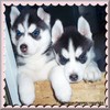 Two husky puppies with blue eyes and black-and-white fur rest on a wooden surface against a dark background.
