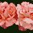 A contact sheet of 8 animated frames showing a repeating pattern of pink and orange roses on a dark green background, with the rightmost frame partially obscured by a gray transparency overlay.