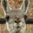 Animated sequence showing two llamas and a duck with text labels, featuring pixelated low-resolution imagery.