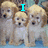 Pixelated image of four light brown and white puppies with dark eyes and noses, arranged in two on a blue surface with a blurred background