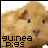 Pixelated image of a light brown guinea pig with dark eyes and nose, positioned next to green text reading 'Original Icons .com' on a solid background.