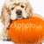 A golden retriever dog holds an orange pumpkin with visible text, positioned against a white background in a static image.