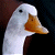 A pixelated image of a white duck with an orange beak on the left side and green text reading "Original Icons .com" on the right side against a dark background.