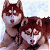 Animated contact sheet showing two husky dog frames and a "SNOW DOGS" logo on white background.