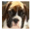 Four static dog head close-ups arranged in a with text reading 'I LUV Boxers' on the right side