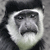 Animals icons for AIM, MSN, MySpace and Yahoo