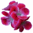 A static image of a pink flower with layered petals and subtle purple shading, centered on a white background.