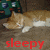 A cat lies on a brown surface with text overlays changing between 'sleepy', 'shh!', and 'shh!' in different colors.