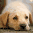 iconhell_scr3wxm3_Labrador Icon