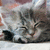 A four- with a sleeping cat in the top-left, 'I'm Fine.' text on teal background top-right, and 'Really.' text on teal bottom-left