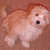 A small, fluffy dog with light brown and white fur stands on a brown background, mouth open in a smile.