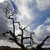 Pixelated static image of dark, twisted tree branches against a cloudy sky with patches of blue.