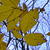 A pixelated image of two yellow-brown leaves on a branch against a light blue sky background.