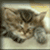A pixelated cat with brown and white fur, closed eyes, and a relaxed expression against a light background.
