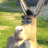Animated contact sheet showing three frames of a cartoon donkey character with antlers in outdoor and close-up settings, plus a blue banner with text.