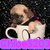 A small dog sits inside a white cup with black handles against a dark speckled background, with purple text overlay reading "Chloe$203Chloe$203".