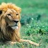A lion with a golden-brown mane lies on grassy terrain, its head turned slightly left, eyes partially closed, against a blurred green background.