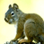 Animated squirrel icon with two visible frames showing slight pose changes, one frame containing a blue background with text logo.
