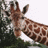 A pixelated image shows a giraffe's head and neck on the left, with an orange background containing white text reading "WOAH! IT'S HIGH UP HERE" on the right.