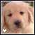 Two side-by-side pixelated images of a light-colored dog's face with dark eyes and nose, each featuring a white heart symbol in the bottom-left corner.