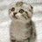 A pixelated cat image with red text on a dark background, displaying multiple phrases in all caps.