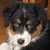 Pixelated dog face with black, brown, and white fur; blue text reading 'Australian Shepherd' on right side.