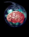 A 4x4 contact sheet of animated frames showing a red brain inside a transparent blue sphere with a dark stem, displayed against a black background.