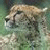 Pixelated image of a light brown dog with dark eyes and nose, positioned against a greenish background.